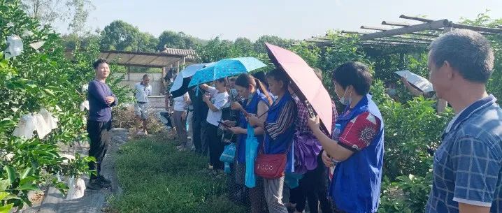“科技助農(nóng)    鄉(xiāng)村振興”——勝藍學(xué)校2021年合江縣高素質(zhì)農(nóng)民培訓(xùn)紀(jì)實